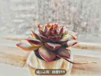 黑龙江灿星科技有限公司