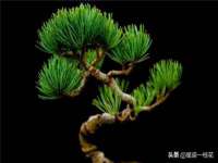 黑龙江灿星科技有限公司